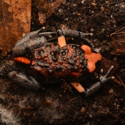 Pseudophryne australis (Red-crowned Toadlet) at Royal National Park, NSW - 18 Jun 2024 by NateKingsford