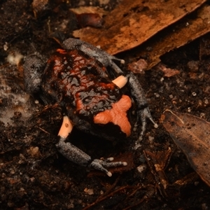 Pseudophryne australis at Royal National Park, NSW - suppressed