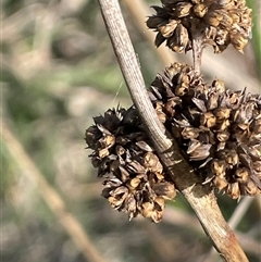 Juncus sp. at Boambolo, NSW - 27 Aug 2024 by JaneR