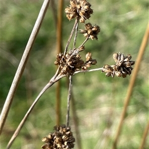 Juncus vaginatus at Boambolo, NSW - 27 Aug 2024 02:21 PM