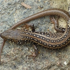 Liopholis whitii (White's Skink) at West Hobart, TAS - 3 Apr 2023 by VanessaC