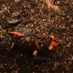 Pseudophryne australis (Red-crowned Toadlet) at Royal National Park, NSW - 18 Jun 2024 by NateKingsford