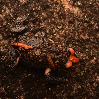 Pseudophryne australis (Red-crowned Toadlet) at Royal National Park, NSW - 18 Jun 2024 by NateKingsford