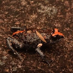 Pseudophryne australis at Royal National Park, NSW - suppressed