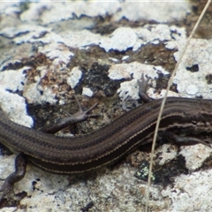 Unidentified Skink at West Hobart, TAS - 3 Apr 2023 by VanessaC