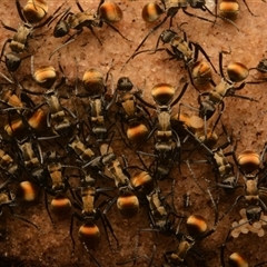 Polyrhachis ammon (Golden-spined Ant, Golden Ant) at Royal National Park, NSW - 18 Jun 2024 by NateKingsford