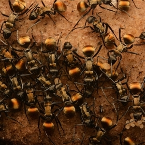 Polyrhachis ammon at Royal National Park, NSW - 18 Jun 2024