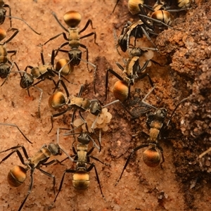 Polyrhachis ammon at Royal National Park, NSW - 18 Jun 2024