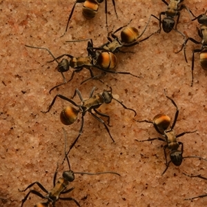 Polyrhachis ammon at Royal National Park, NSW - 18 Jun 2024