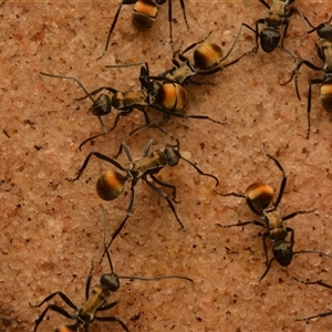 Polyrhachis ammon at Royal National Park, NSW - 18 Jun 2024 01:17 PM