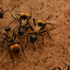 Polyrhachis ammon at Royal National Park, NSW - 18 Jun 2024