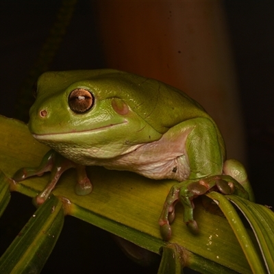 Litoria caerulea at Taroomball, QLD - 21 Oct 2024 by NateKingsford