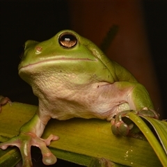 Litoria caerulea at Taroomball, QLD - 21 Oct 2024 09:37 PM