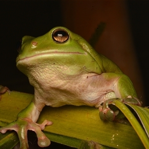 Litoria caerulea at Taroomball, QLD - 21 Oct 2024 09:37 PM
