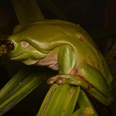 Litoria caerulea at Taroomball, QLD - 21 Oct 2024 09:37 PM