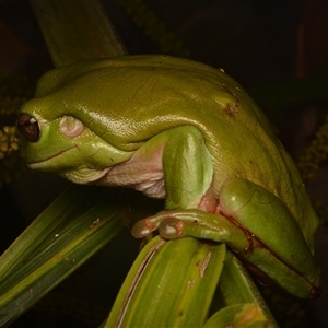 Litoria caerulea at Taroomball, QLD - 21 Oct 2024 09:37 PM