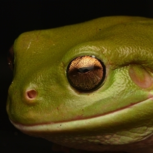 Litoria caerulea at Taroomball, QLD - 21 Oct 2024 09:37 PM