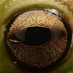 Litoria caerulea at Taroomball, QLD - 21 Oct 2024 09:37 PM