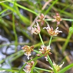 Juncus articulatus subsp. articulatus (Jointed Rush) at Cavan, NSW - 17 Aug 2023 by JaneR