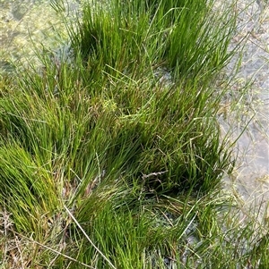 Juncus articulatus subsp. articulatus at Cavan, NSW - 17 Aug 2023 01:54 PM