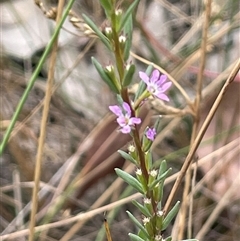 Lythrum hyssopifolia (Small Loosestrife) at Cavan, NSW - 7 Jan 2024 by JaneR