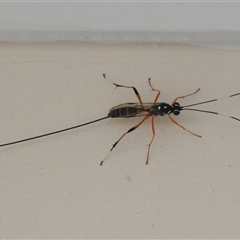 Stenarella victoriae (An ichneumon parasitic wasp) at Wanniassa, ACT - 21 Dec 2024 by JohnBundock