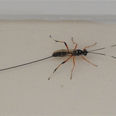 Stenarella victoriae (An ichneumon parasitic wasp) at Wanniassa, ACT - 21 Dec 2024 by JohnBundock