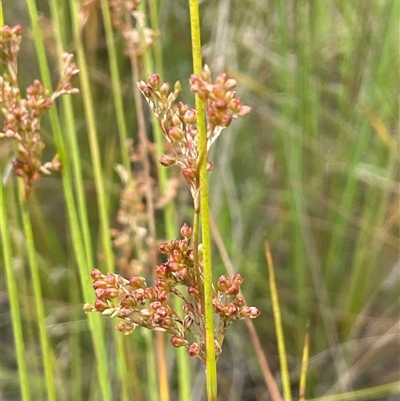 Juncus sp. at Carwoola, NSW - 31 Dec 2023 by JaneR