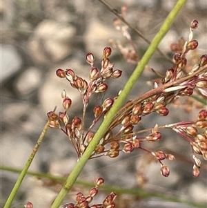 Juncus usitatus at Carwoola, NSW - 31 Dec 2023 01:06 PM