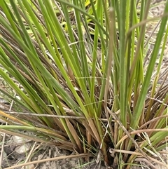 Juncus usitatus at Carwoola, NSW - 31 Dec 2023 01:06 PM