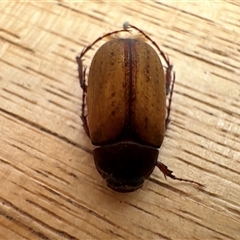 Unidentified Beetle (Coleoptera) at Aranda, ACT - 21 Dec 2024 by Jubeyjubes