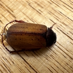 Sericesthis geminata at Aranda, ACT - 21 Dec 2024