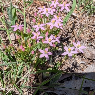 Centaurium erythraea (Common Centaury) at Lyneham, ACT - 18 Dec 2024 by MaryWebb