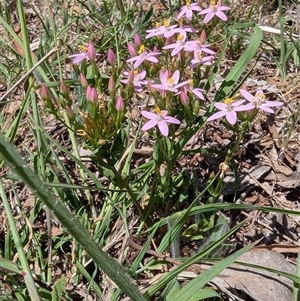 Centaurium erythraea at Lyneham, ACT - 18 Dec 2024 01:36 PM