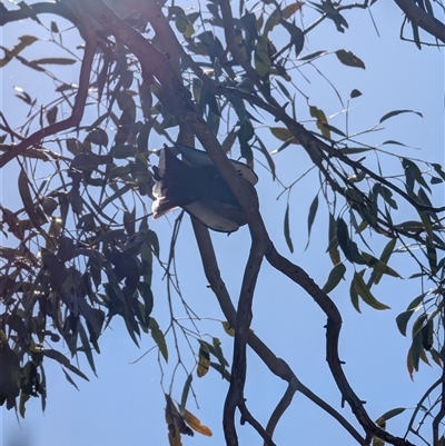 Artamus cyanopterus (Dusky Woodswallow) at Lawson, ACT - 21 Dec 2024 by mroseby
