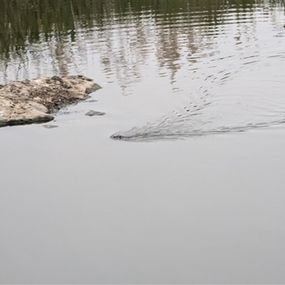 Hydromys chrysogaster (Rakali or Water Rat) at Latham, ACT - 15 Nov 2024 by MaryWebb