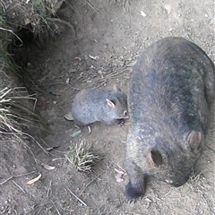 Vombatus ursinus (Common wombat, Bare-nosed Wombat) at Kangaroo Valley, NSW - 20 Dec 2024 by lbradley