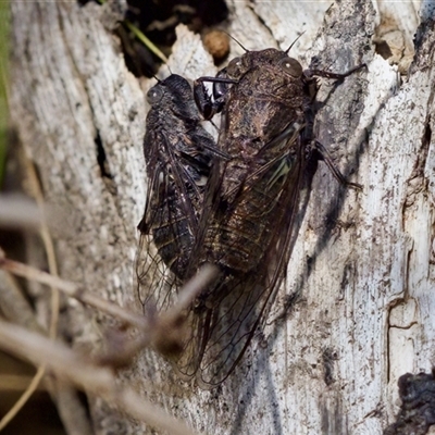 Atrapsalta sp. nr corticina (Southern Bark Squeaker) at Bungonia, NSW - 20 Dec 2024 by KorinneM