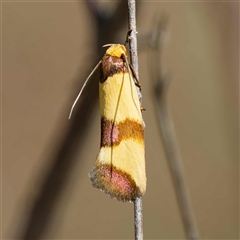 Chrysonoma fascialis (A Concealer moth (Wingia group) at Pialligo, ACT - 21 Dec 2024 by DPRees125