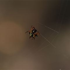 Austracantha minax (Christmas Spider, Jewel Spider) at O'Malley, ACT - 20 Dec 2024 by Mike