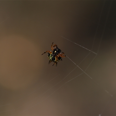 Austracantha minax (Christmas Spider, Jewel Spider) at O'Malley, ACT - 20 Dec 2024 by Mike
