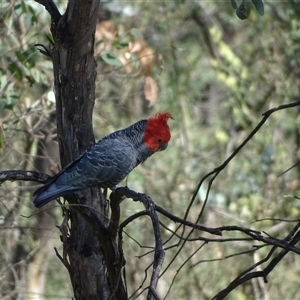 Callocephalon fimbriatum at O'Malley, ACT - suppressed