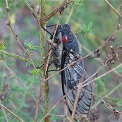 Psaltoda moerens (Redeye cicada) at O'Malley, ACT - 19 Dec 2024 by Mike