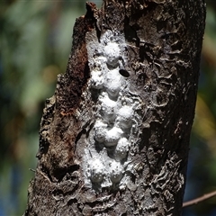 Eurybrachidae (family) (Unidentified planthopper) at O'Malley, ACT - 20 Dec 2024 by Mike