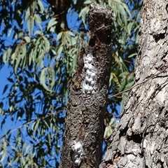 Eurybrachidae (family) at O'Malley, ACT - 20 Dec 2024