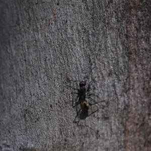 Camponotus suffusus at O'Malley, ACT - 20 Dec 2024