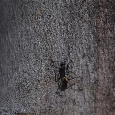 Camponotus suffusus (Golden-tailed sugar ant) at O'Malley, ACT - 20 Dec 2024 by Mike