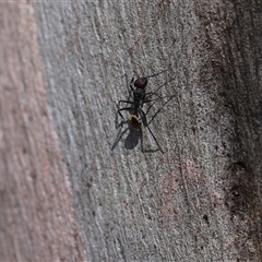 Camponotus suffusus at O'Malley, ACT - 20 Dec 2024