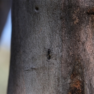 Camponotus suffusus at O'Malley, ACT - 20 Dec 2024