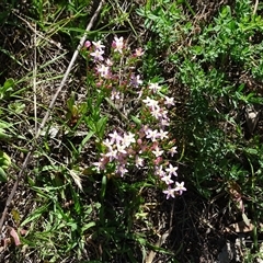 Centaurium erythraea (Common Centaury) at O'Malley, ACT - 20 Dec 2024 by Mike
